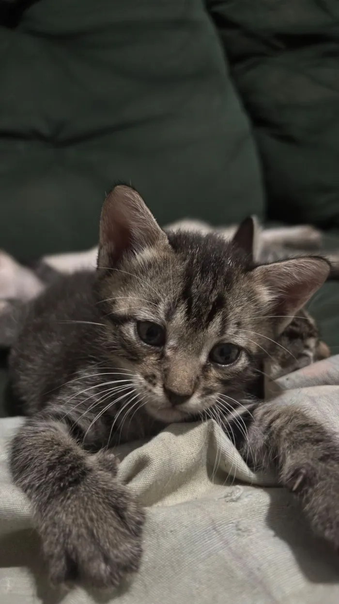 Gato raça SRD-ViraLata idade 2 a 6 meses nome Sem nomes 