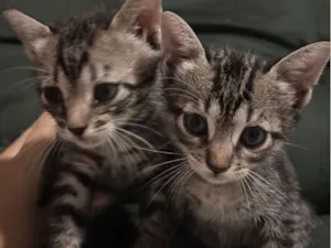 Gato raça SRD-ViraLata idade Abaixo de 2 meses nome Sem nomes 
