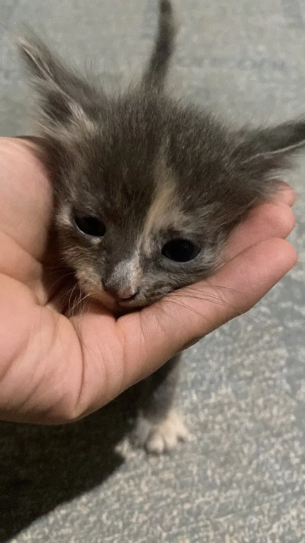 Gato raça SRD-ViraLata idade Abaixo de 2 meses nome Não tem