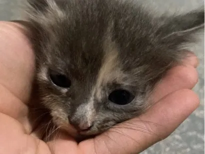 Gato raça SRD-ViraLata idade Abaixo de 2 meses nome Não tem