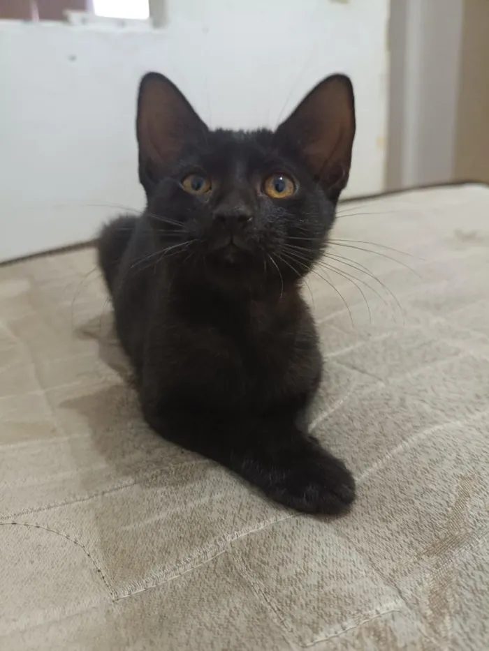 Gato raça SRD-ViraLata idade 2 a 6 meses nome Luna