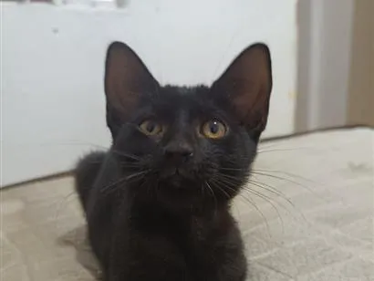 Gato raça SRD-ViraLata idade 2 a 6 meses nome Luna