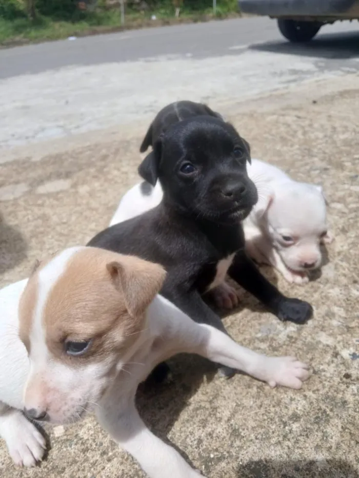 Cachorro raça Labrador idade 2 a 6 meses nome dog