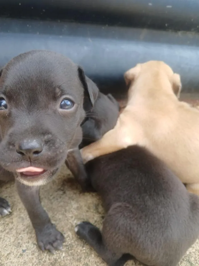 Cachorro raça Labrador idade 2 a 6 meses nome dog