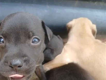 Cachorro raça Labrador idade 2 a 6 meses nome dog