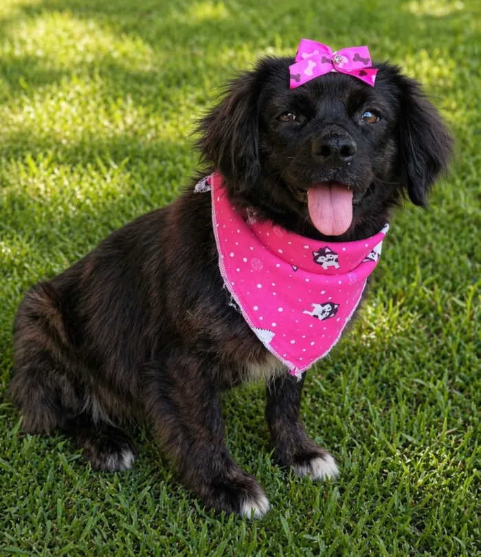 Cachorro raça SRD-ViraLata idade 1 ano nome Helena