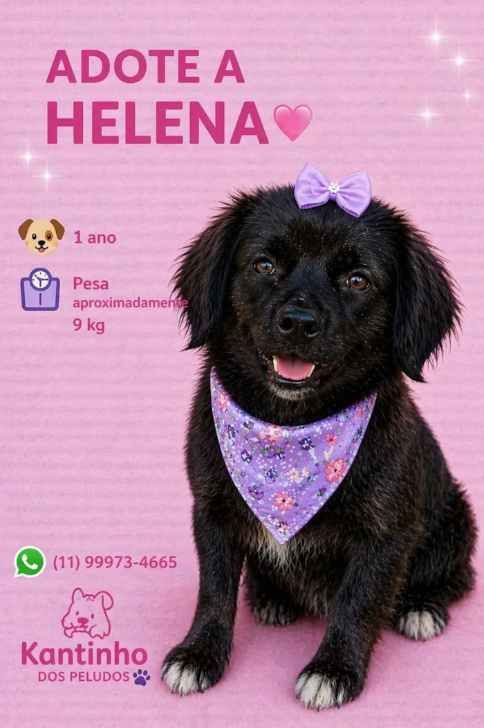 Cachorro raça SRD-ViraLata idade 1 ano nome Helena