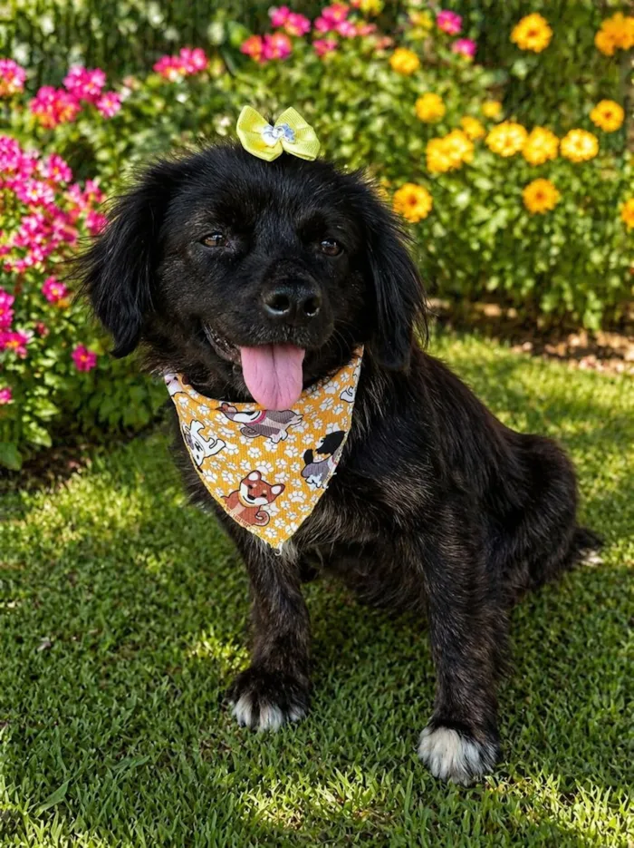 Cachorro raça SRD-ViraLata idade 1 ano nome Helena