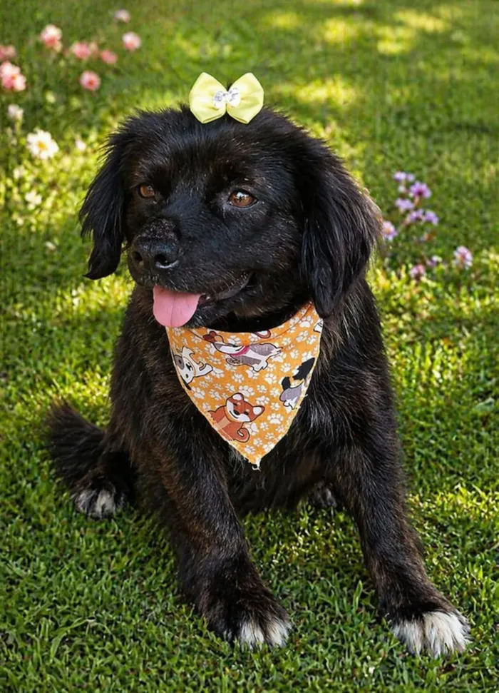 Cachorro raça SRD-ViraLata idade 1 ano nome Helena