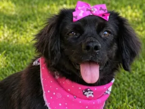 Cachorro raça SRD-ViraLata idade 1 ano nome Helena