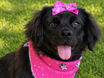 Cachorro raça SRD-ViraLata idade 1 ano nome Helena