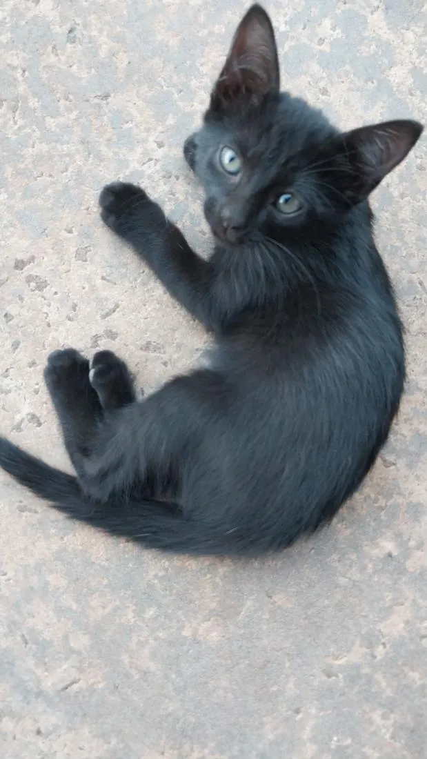 Gato raça SRD-ViraLata idade 2 a 6 meses nome Sem nome