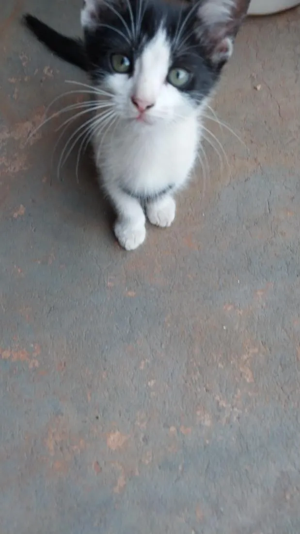 Gato raça SRD-ViraLata idade 2 a 6 meses nome Sem nome