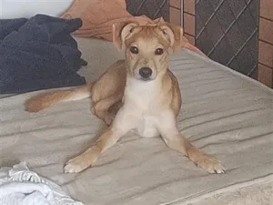 Cachorro raça SRD-ViraLata idade 7 a 11 meses nome Cappuccino (Cappu)