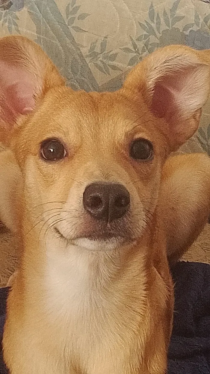 Cachorro raça SRD-ViraLata idade 7 a 11 meses nome Cappuccino (Cappu)