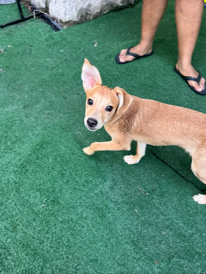 Cachorro raça SRD-ViraLata idade 7 a 11 meses nome Cappuccino (Cappu)