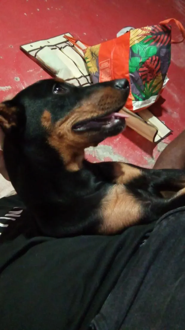 Cachorro raça SRD-ViraLata idade 4 anos nome estrela 