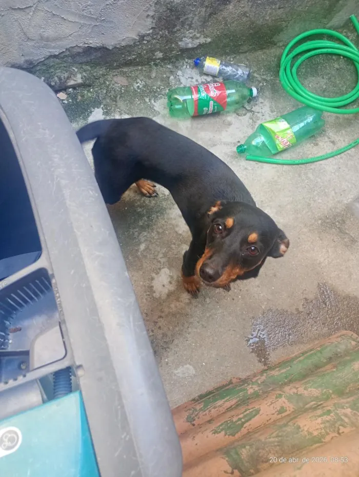 Cachorro raça SRD-ViraLata idade 4 anos nome estrela 