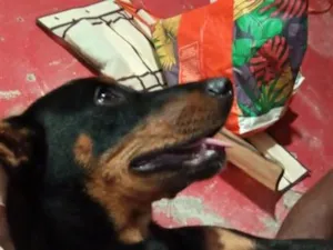 Cachorro raça SRD-ViraLata idade 4 anos nome estrela 