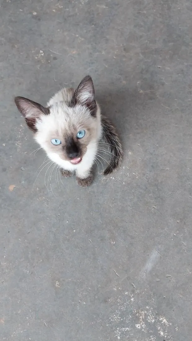 Gato raça SRD-ViraLata idade 2 a 6 meses nome Mimo