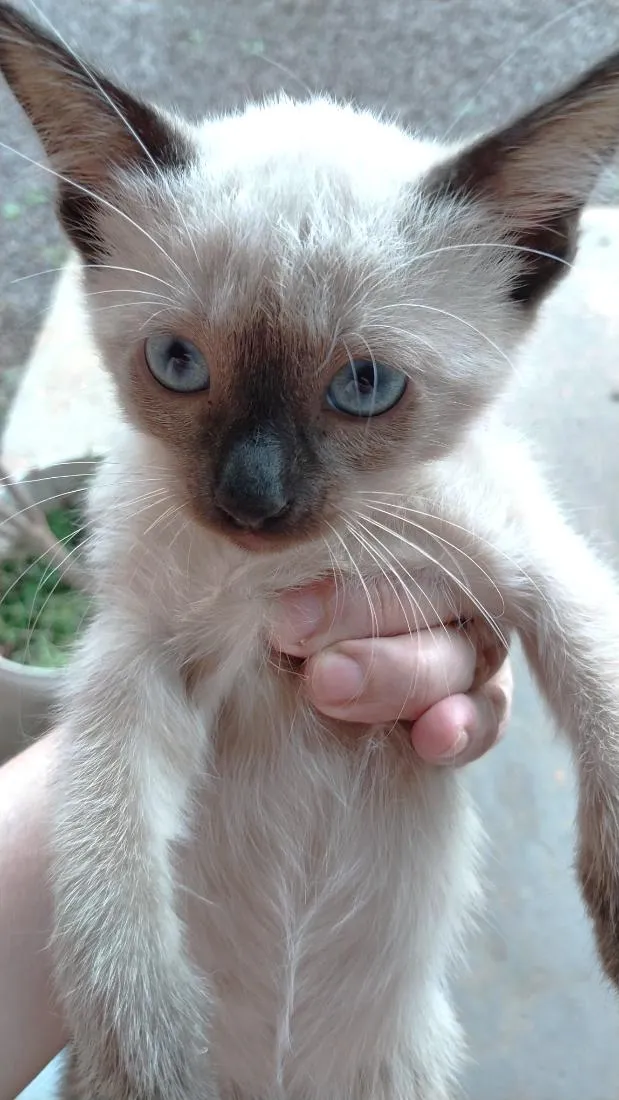 Gato raça SRD-ViraLata idade 2 a 6 meses nome Mimo
