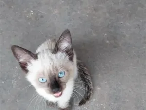 Gato raça SRD-ViraLata idade 2 a 6 meses nome Mimo