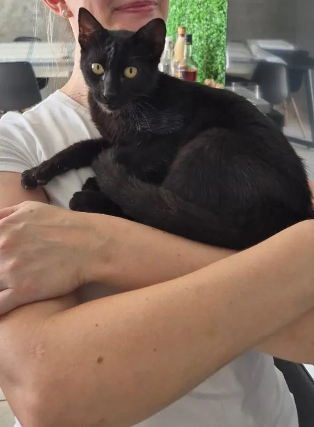 Gato raça SRD-ViraLata idade 2 a 6 meses nome sem nome