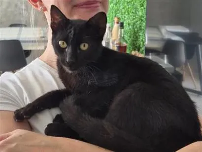 Gato raça SRD-ViraLata idade 2 a 6 meses nome sem nome