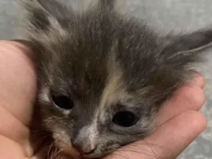 Gato raça SRD-ViraLata idade Abaixo de 2 meses nome Não tem