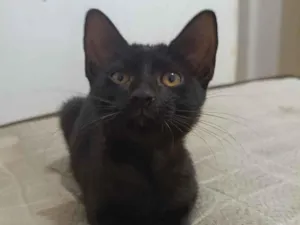 Gato raça SRD-ViraLata idade 2 a 6 meses nome Luna