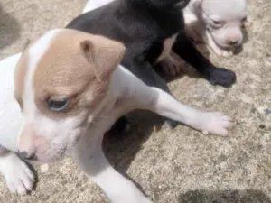 Cachorro raça Labrador idade 2 a 6 meses nome dog