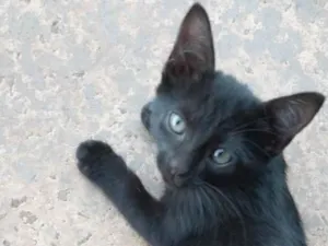 Gato raça SRD-ViraLata idade 2 a 6 meses nome Sem nome