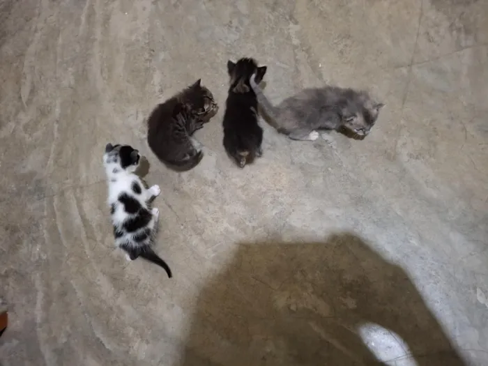 Gato raça SRD-ViraLata idade Abaixo de 2 meses nome 3 Yafes e 1 Yafa