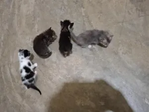 Gato raça SRD-ViraLata idade Abaixo de 2 meses nome 3 Yafes e 1 Yafa