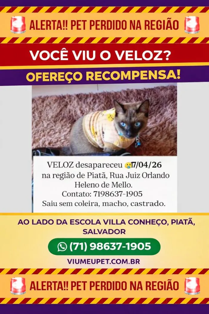 Gato raça Siamês idade  nome Veloz