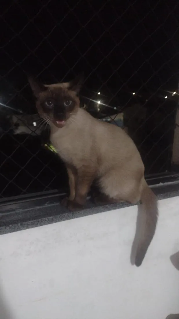 Gato raça Siamês idade  nome Veloz