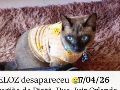 Gato raça Siamês idade  nome Veloz