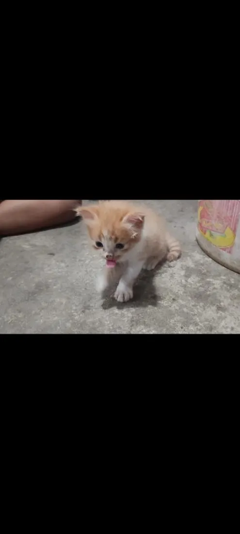 Gato raça SRD-ViraLata idade Abaixo de 2 meses nome Sem nome