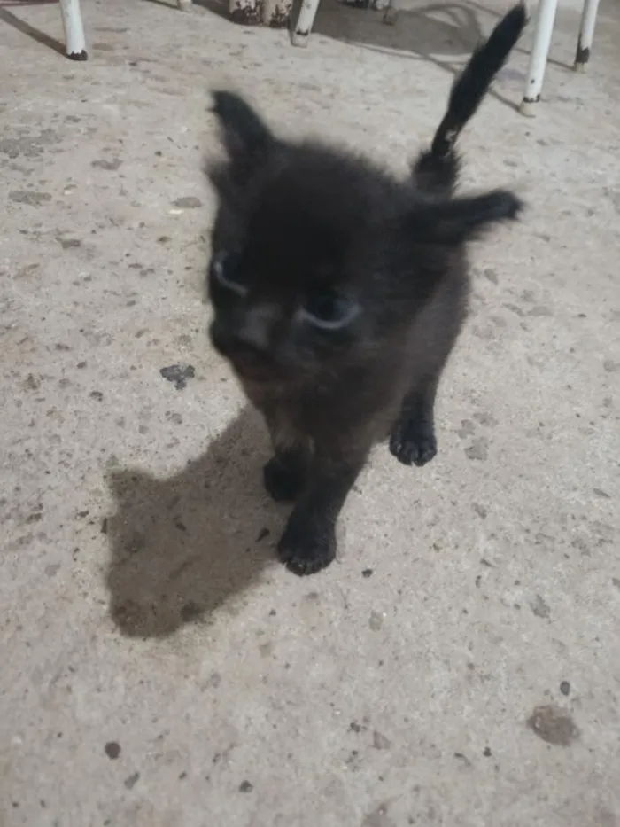 Gato raça SRD-ViraLata idade Abaixo de 2 meses nome Sem nome