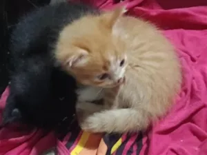 Gato raça SRD-ViraLata idade Abaixo de 2 meses nome Sem nome