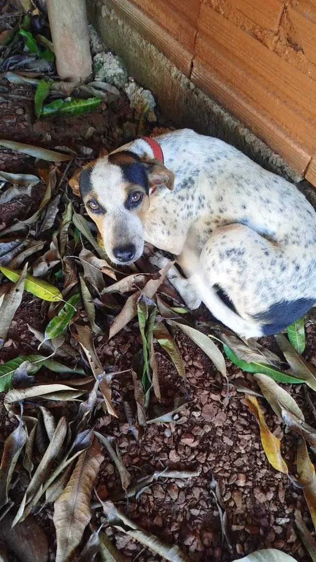 Cachorro raça SRD-ViraLata idade 7 a 11 meses nome Lua