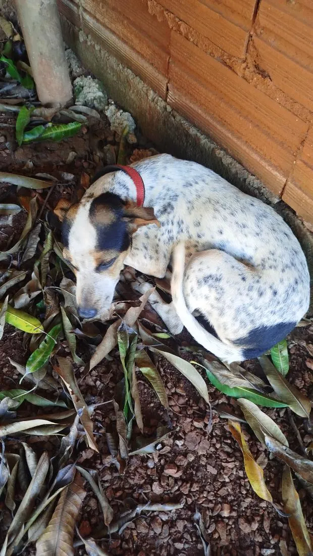 Cachorro raça SRD-ViraLata idade 7 a 11 meses nome Lua