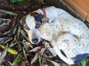 Cachorro raça SRD-ViraLata idade 7 a 11 meses nome Lua