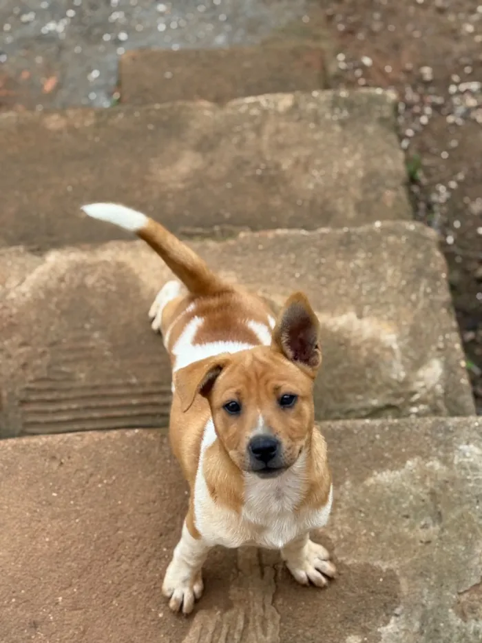 Cachorro raça SRD-ViraLata idade 2 a 6 meses nome Sem nome