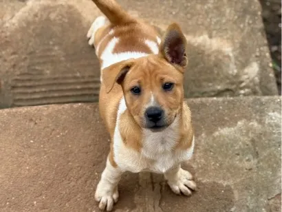 Cachorro raça SRD-ViraLata idade 2 a 6 meses nome Sem nome