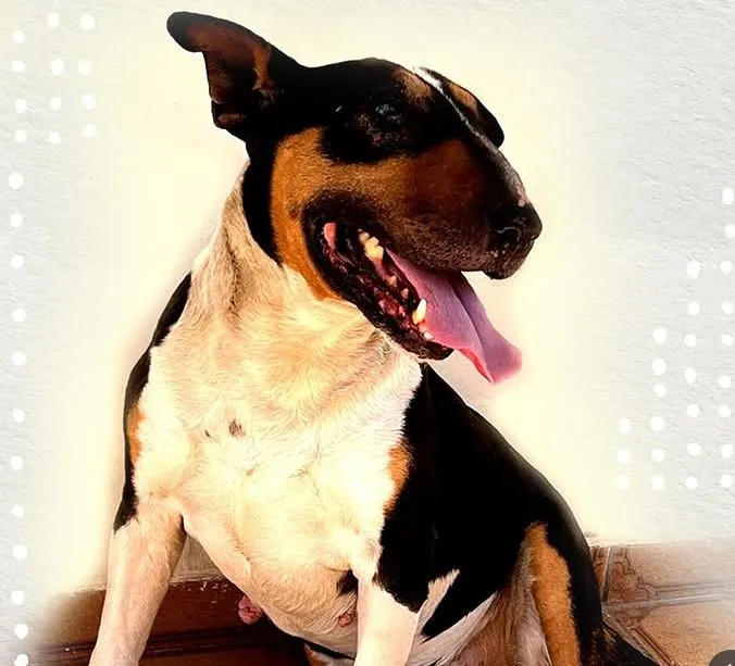Cachorro raça Pit-Bull idade 5 anos nome Jorge 