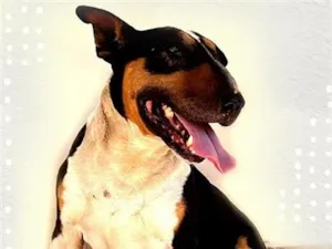 Cachorro raça Pit-Bull idade 5 anos nome Jorge 