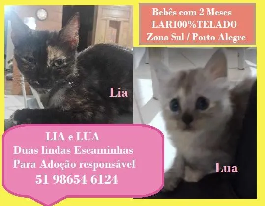 Gato raça SRD-ViraLata idade 2 a 6 meses nome LIA E LUA