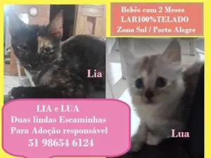 Gato raça SRD-ViraLata idade 2 a 6 meses nome LIA E LUA