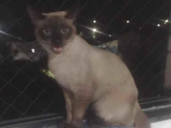 Gato raça Siamês idade  nome Veloz